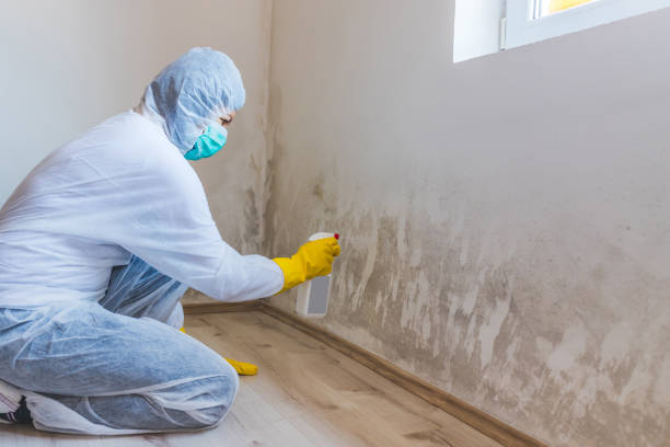 Licensed Mold Remediation service in Urbanna, VA - WQB Mold Removal